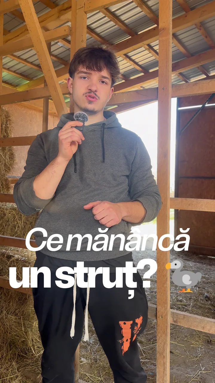 Așa își hrănesc struții — furajare la discreție