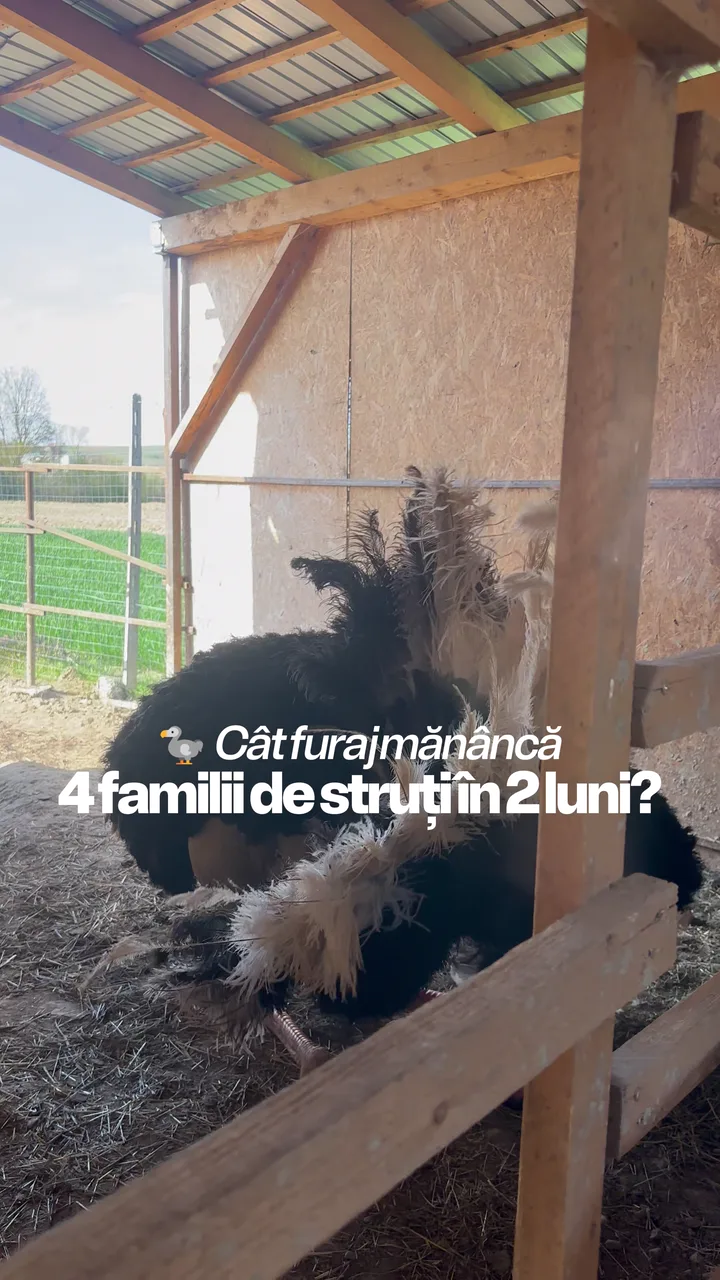 Ce mănâncă struții — furaj pe vârste