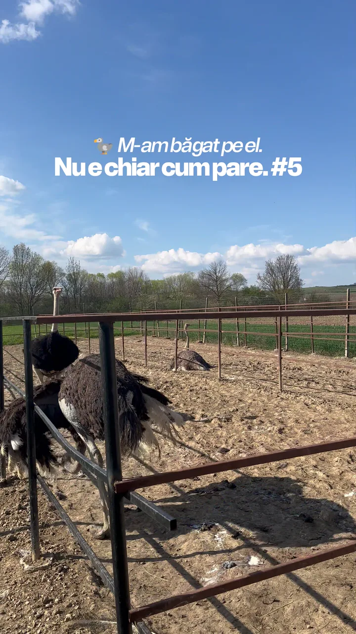 Respectă struțul: e mai puternic decât pare